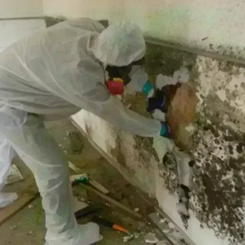 Mold Remediation and Removal in Mountain Lake, MN